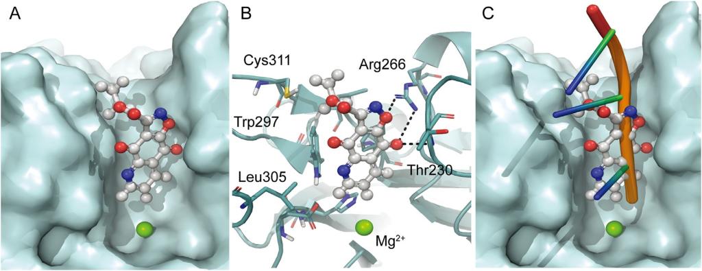 小分子化合物与TDP2酶活性口袋结合模型